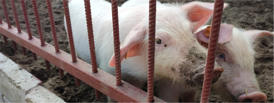 Przestrzeganie bioasekuracji pozwoli ograniczyć rozprzestrzenianie ASF Na zewnętrznym wybiegu znajdują się dwa prosięta, które są umorusane ziemią i stoją przy płocie.