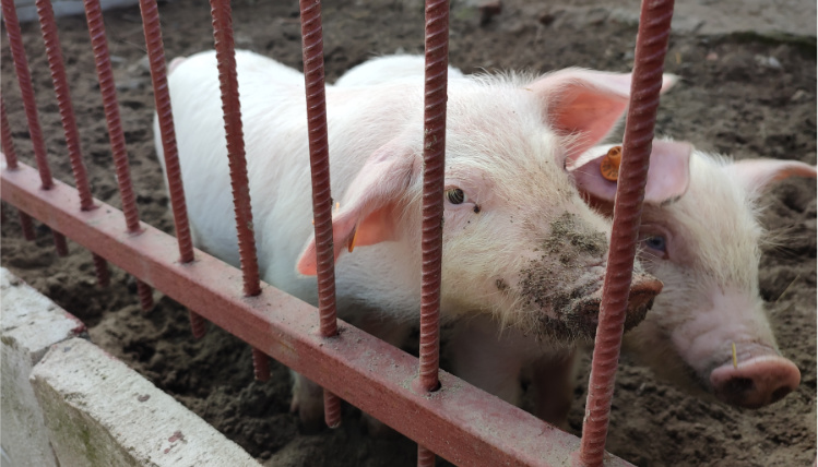 Na zewnętrznym wybiegu znajdują się dwa prosięta, które są umorusane ziemią i stoją przy płocie.