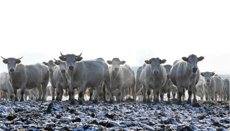 Na zaśnieżonym polu stoi stado jasnych krów. Wszystkie zwrócone są przodem i patrzą przed siebie.