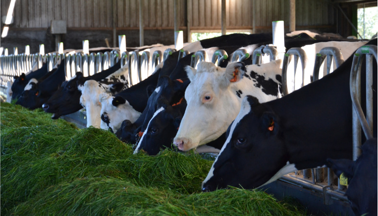 Wnętrze hali. Krowy stoją obok siebie i jedzą paszę (zieloną trawę).