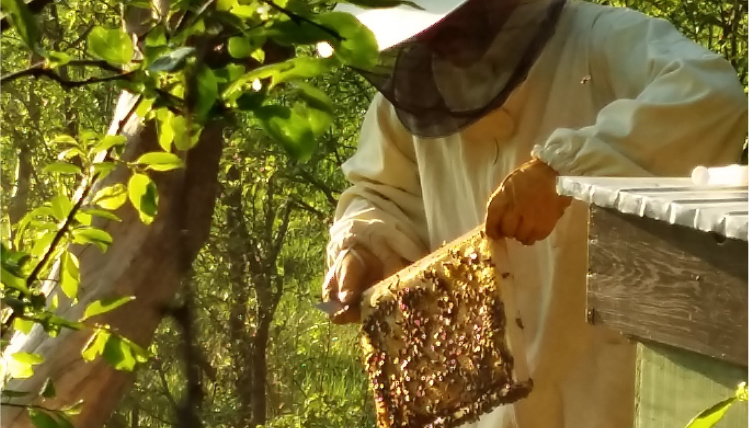 Przy ulu stoi pszczelarz w kombinezonie ochronnym. Trzyma ramkę, na której siedzi rój pszczół. Dookoła są drzewa.
