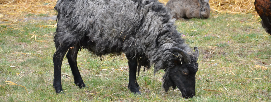 Na trawie stoi czarna owca, widać ją od boku. Je trawę. W tle pod płotem siedzi brązowy królik. 