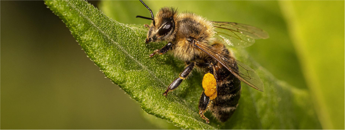 Zbliżenie na pszczołę siedzącą na liściu.