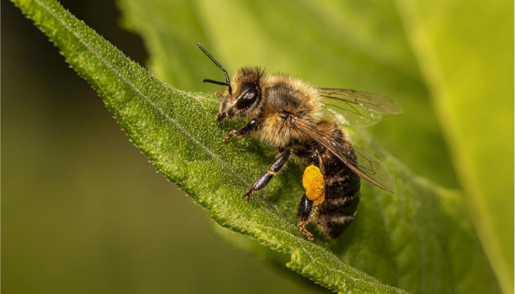 Zbliżenie na pszczołę siedzącą na liściu.