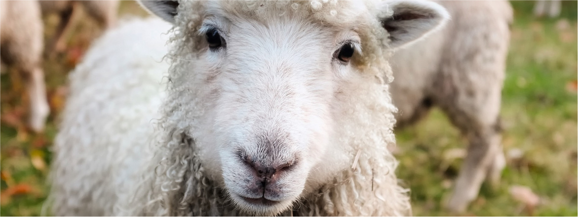 Zbliżenie na pysk białego jagnięcia, którego widać od przodu. W tle widać inne owce.