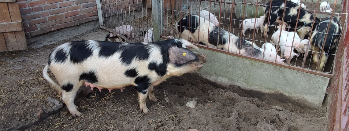 Na wybiegu zewnętrznym stoją łaciate świnie. Podłoże jest gruntem, dwa kojce oddziela płot.