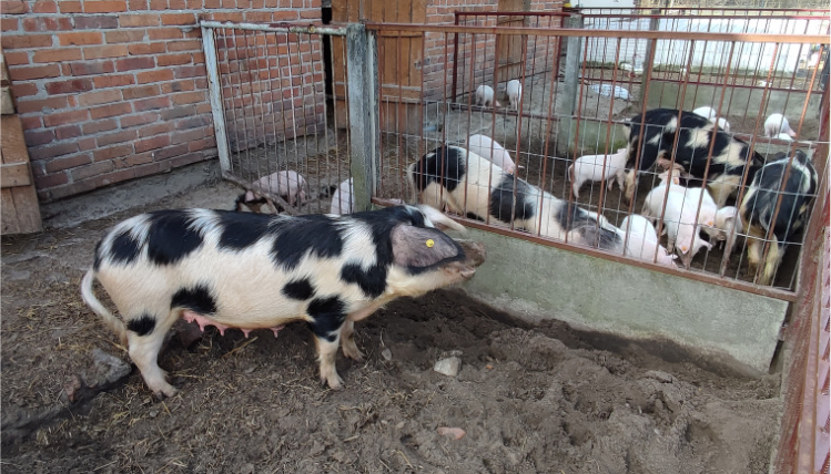 Na wybiegu zewnętrznym stoją łaciate świnie. Podłoże jest gruntem, dwa kojce oddziela płot.