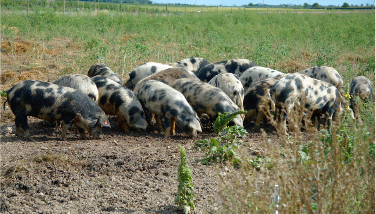 Stado świń o jasnym umaszczeniu w ciemne plamy. Wypasane jest na polu.