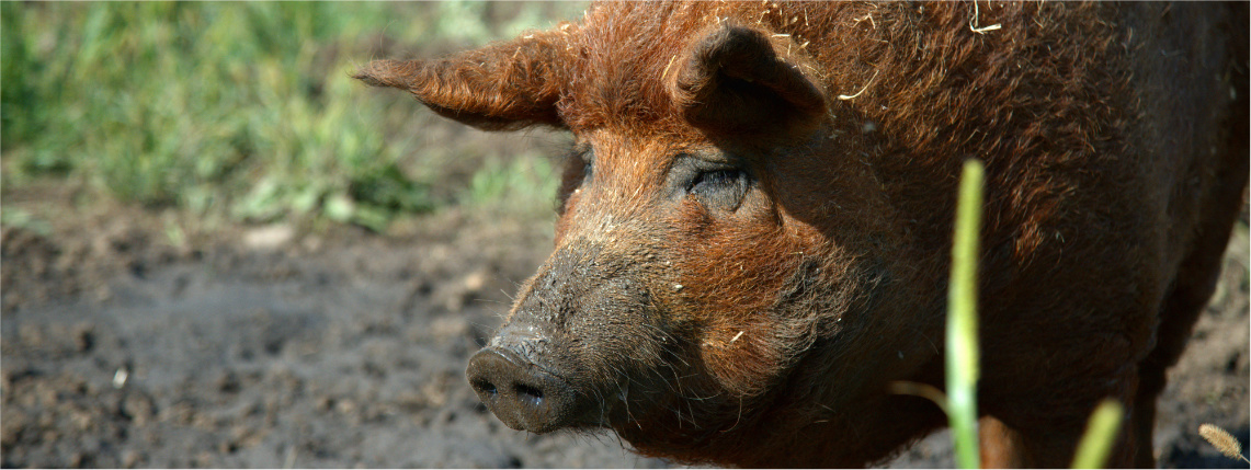 Zbliżenie na przód brązowej świni, która stoi na błocie.