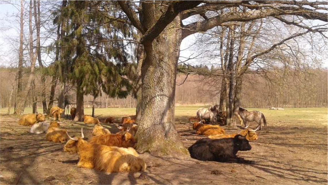 Pod drzewami na pastwisku leży kilka krów, które odpoczywają.