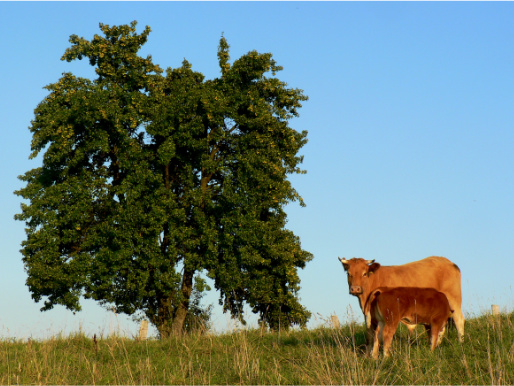 Na pastwisku rośnie duże i rozłożyste drzewo. Obok stoi brązowa krowa.