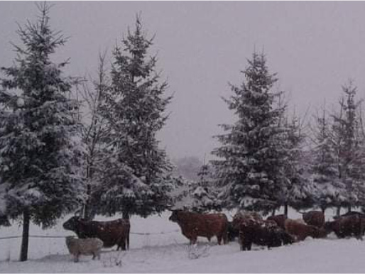 Zimowy krajobraz, drzewa pokryte śniegiem. Pod nimi stoją krowy.
