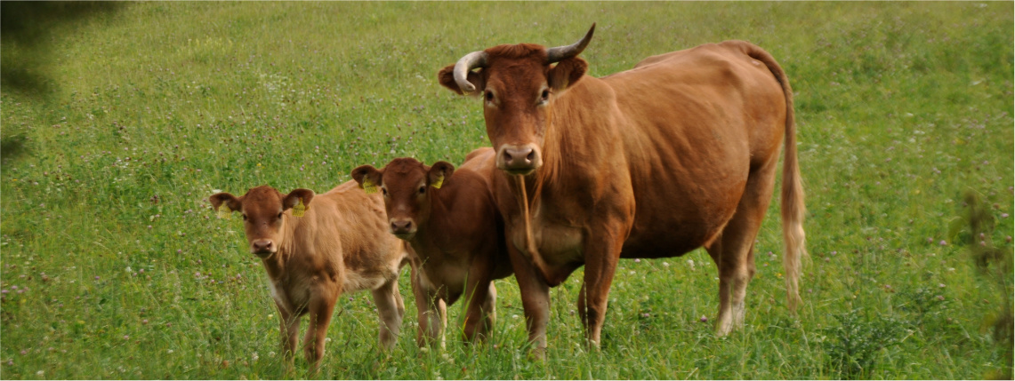 Na łące stoi brązowa krowa oraz dwa brązowe cielęta. Widać je od przodu.