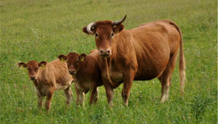 Na łące stoi brązowa krowa oraz dwa brązowe cielęta. Widać je od przodu.