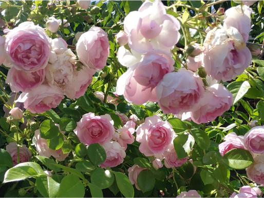 Zbliżenie na krzew z różami w kolorze brudnego różu.