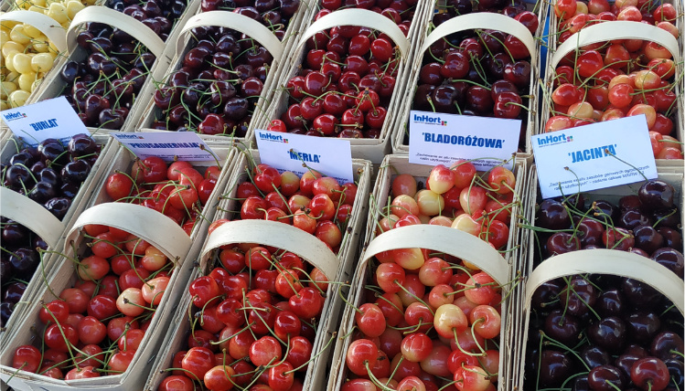 Zbliżenie na koszyczki z różnymi odmianami czereśni.