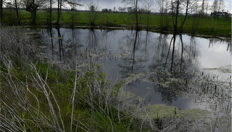 Widok na staw. Dookoła niego rosną gałęzie, a w tle widać zielone pole.