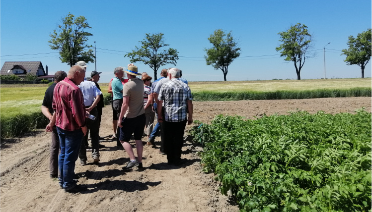 Lustracja kolekcji odmian roślin uprawnych w Kościelnej Wsi Słoneczny dzień, na polu przechadza się grupa ludzi, widać ich od tyłu.