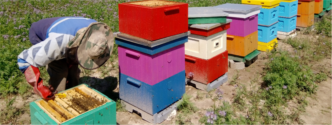 Na polu stoją obok siebie różnokolorowe ule. Przy pierwszym z nich pracuje pszczelarz, w środku widać pszczoły.