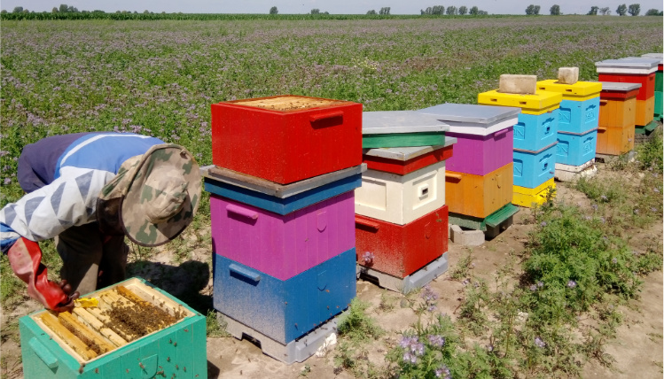 Na polu stoją obok siebie różnokolorowe ule. Przy pierwszym z nich pracuje pszczelarz, w środku widać pszczoły.