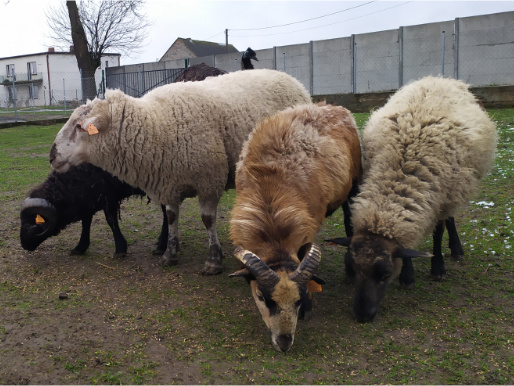 Cztery owce i barany stoją na trawie i jedzą trawę. W tle widać ogrodzenie.