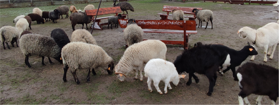 Pochmurny dzień. Stado owiec i baranów stoi na błotnistym podłożu. W tle widać drewniane ławki.