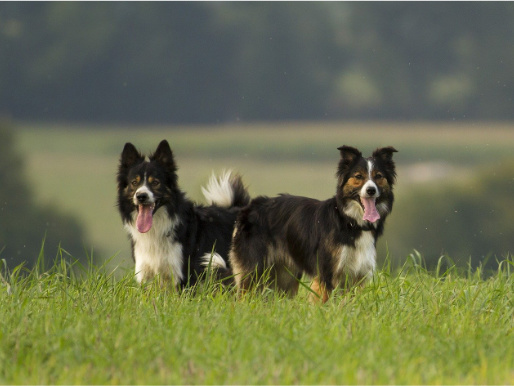 Na łące stoją dwa psy o umaszczeniu czarno-biało-brązowym. Mają wywieszone języki.