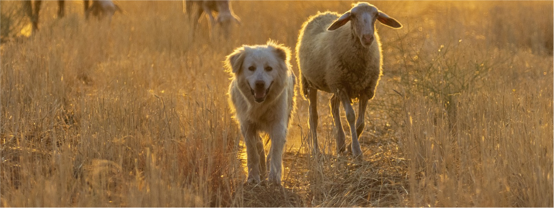Przez łąkę idzie biały pies, a za nim owca.