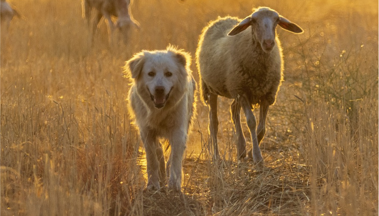 Przez łąkę idzie biały pies, a za nim owca.