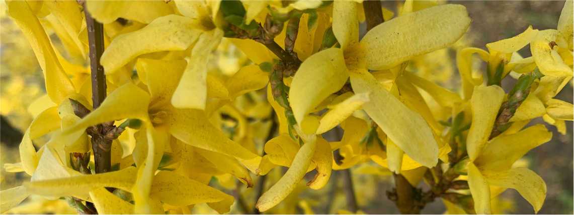 Zbliżenie na żółte kwiaty rosnące na drzewie.