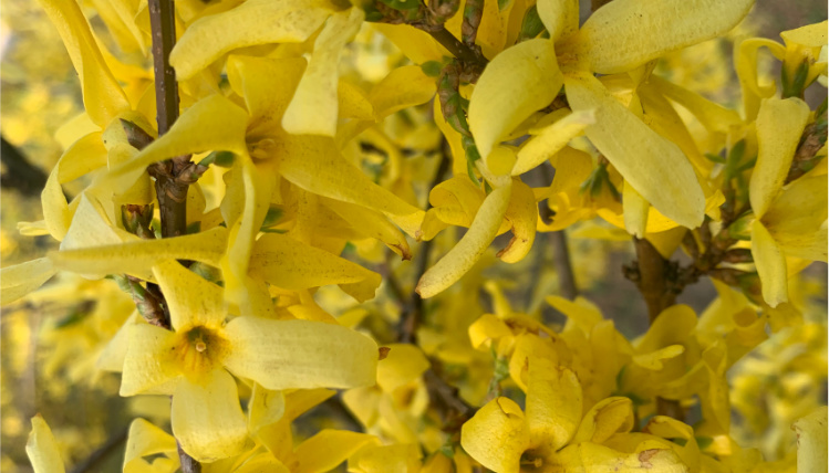Zbliżenie na żółte kwiaty rosnące na drzewie.