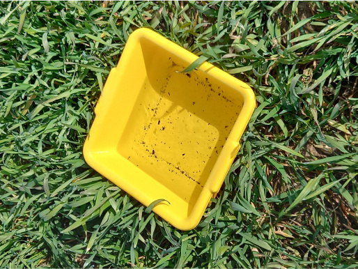 Na zielonej trawie leży żółty, plastikowy pojemnik, w którym są niewielkie czarne owady.