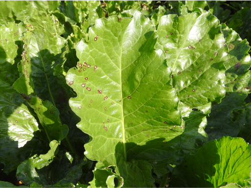 Widoczny z bliska zielony liść buraka ma na sobie rdzawe kropki będące oznaką choroby.