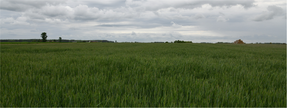 Pochmurny dzień. Na zdjęciu widoczne jest pole, na którym dojrzewają jeszcze zielone uprawy.