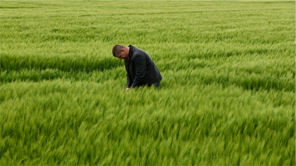 Pochmurny dzień. Młody mężczyzna, Krystian Szyler, stoi po pas w polu i przegląda w dłoniach uprawę.