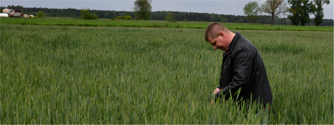 Uprawy Krystiana Szylera są kontrolowane w ramach testów nad platformą doradczą eDWIN Pochmurny dzień. Młody mężczyzna, Krystian Szyler, stoi w polu i przegląda uprawę. W tle widać drzewa.