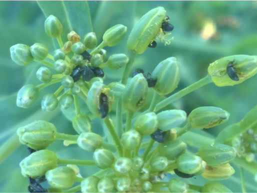 Na zielonej roślinie widoczne są małe czarne owady. To słodyszek rzepakowy.