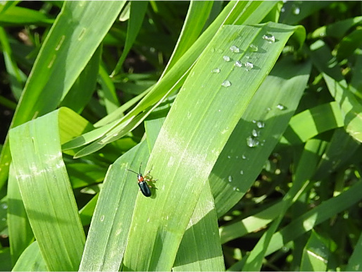 Na zielonym, podłużnym liściu widoczny jest mały czarny owad. To skrzypionka zbożowa.