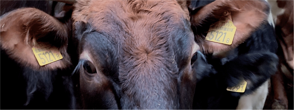 Zbliżenie na głowę bydła. Widać oczy i uszy z kolczykami hodowlanymi.