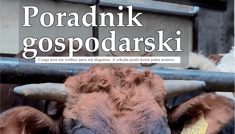 Nowy numer Poradnika Gospodarskiego jest już dostępny Fragment okładki Poradnika Gospodarskiego. Widać tytuł oraz czubek głowy bydła.