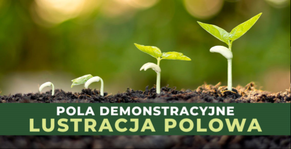 Nasze działania: Lustracja polowa