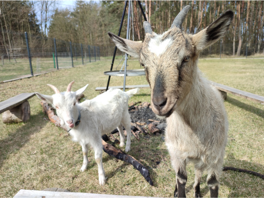Dwie kozy, biała i brązowa, stoją przy palenisku na trawiastym podwórku.