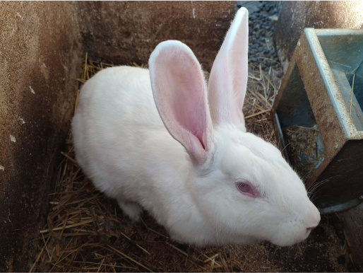 Zbliżenie na białego królika, który siedzi w zagrodzie.