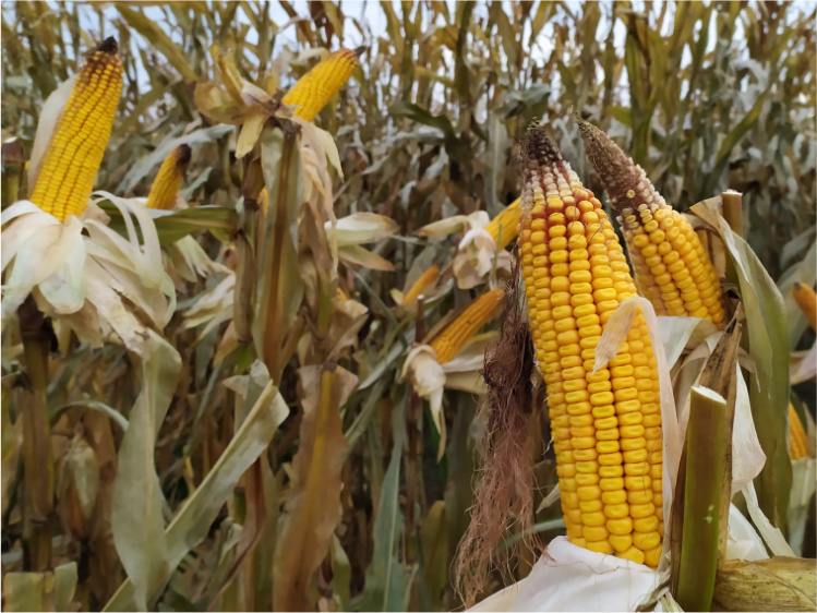 Pochmurny dzień. Na zdjęciu z bliska widoczne są kolby kukurydzy rosnące na polu.