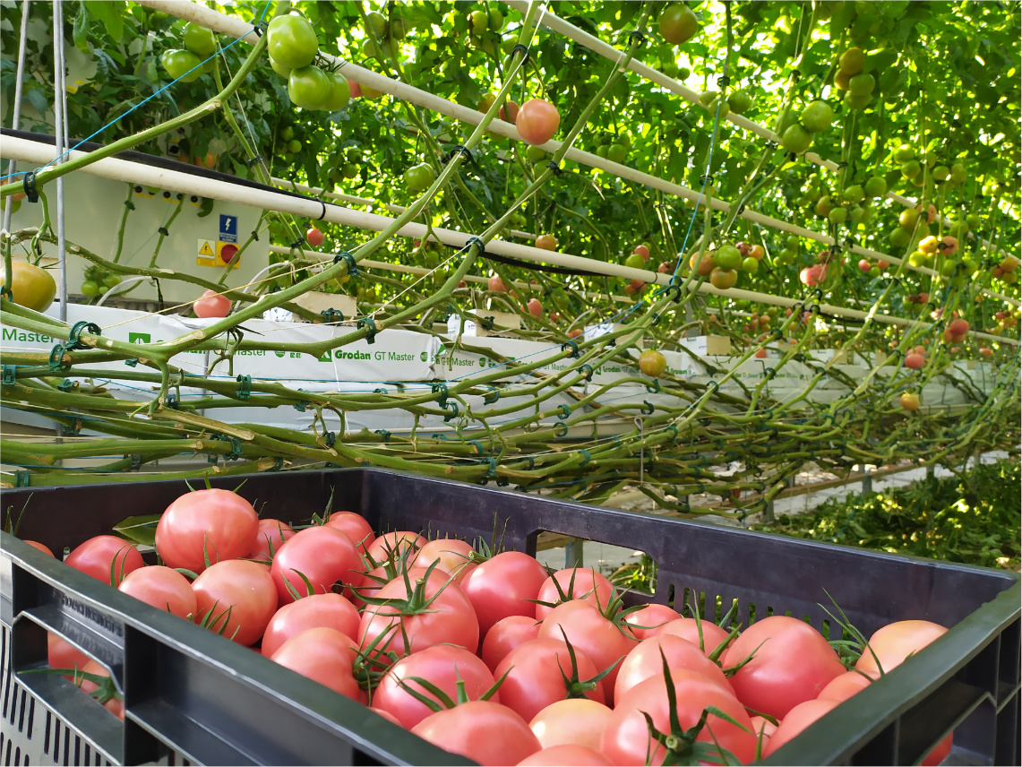 W szklarni, w czarnej skrzynce leżą pomidory. Nad nimi ciągną się pnącza, na których rosną pomidory.