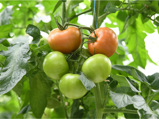 Zbliżenie na czerwone i zielone pomidory rosnące na gałązce.