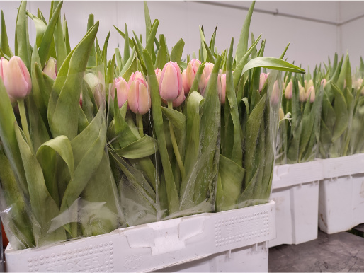 Biała skrzynka, w której znajdują się różowe tulipany.