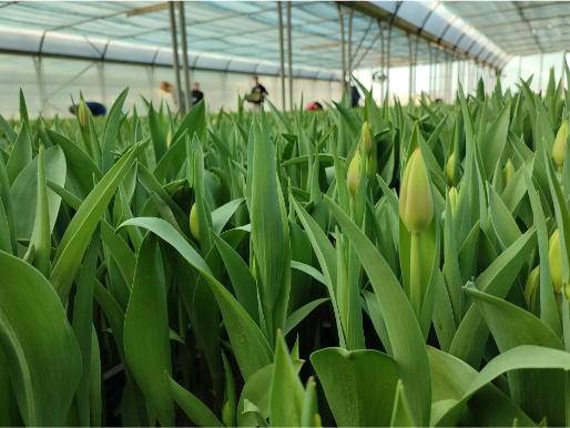 Szklarnia, ujęcie na zielone liście niewyrośniętych tulipanów. W tle widać pracowników produkcji.