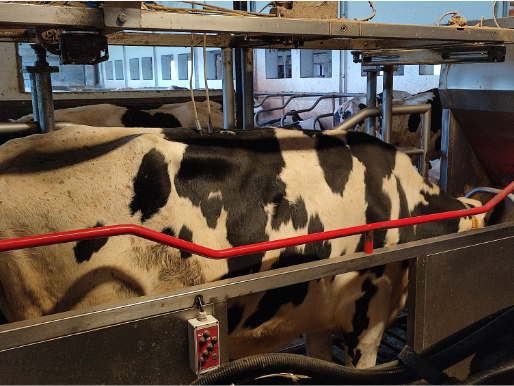 Wnętrze obory. Krowa stoi w robocie udojowym podczas doju mleka.
