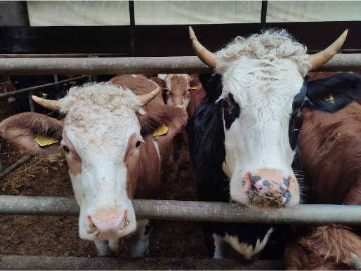 Zbliżenie na pyski dwóch krów, które wystawiają głowy przez barierkę kojca. Jedna krowa ma biało-brązowe umaszczenie, a druga biało-czarne.